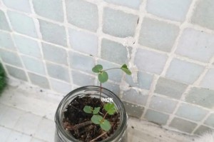 含羞草换土时间和方法详解（打造健康的含羞草花盆，让花儿更加欣欣向荣）
