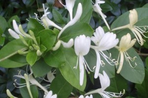 金银花的生长特征与药用价值（了解金银花的生物特征和药用功效，你会惊讶于它的多样性）