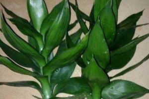 荷花竹之风水寓意与象征剖析（探秘中国传统文化中荷花竹的卓越地位）