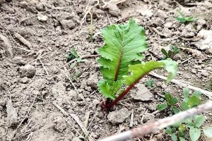 胡萝卜种植时间和收获时间（从播种到收获，胡萝卜的全过程）