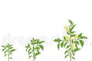 探究番茄的生长环境与特点（适宜生长条件、生长特点及需求）
