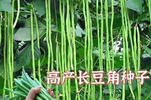 认识豆角（形状、颜色、口感、烹饪技巧，了解豆角的全貌）