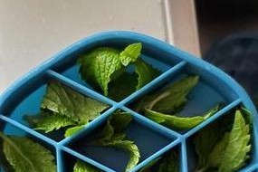 揭秘薄荷叶变色的奥秘（探究薄荷叶变色的原因及影响）