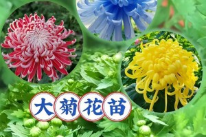 菊花开放时间及生长习性（探秘菊花开花季节、几点钟开放及其生长环境）