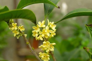 如何成功养殖桂花（桂花的养殖技巧与注意事项）