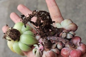 老鸦柿换盆最佳时间和上盆方法（掌握正确换盆和修根技巧，让老鸦柿焕发新生机）