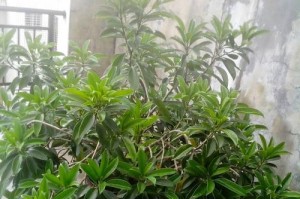 非洲茉莉的养殖和养护方法（简单易学的种植技巧，让你轻松养出美丽茉莉花）
