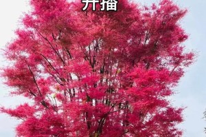 红枫不长叶子，如何拯救？（教你正确护理红枫，让它长出健康的叶子）