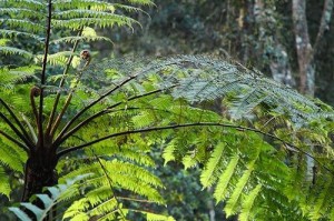 揭开满江红的真面目——它到底是不是蕨类植物？