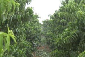 种植桃树的最佳时间（选择合适的季节，打造美丽果园）