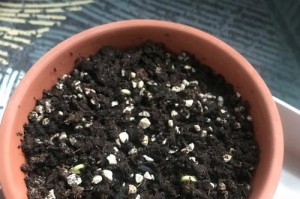 如何种植矮向日葵（时间、方法、养护等详细介绍）