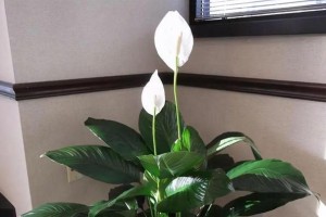 一帆风顺，为何不开花？（探究一帆风顺不开花的原因）