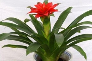 鸿运当头，如何养家糊口（智慧理财，让生活更美好）