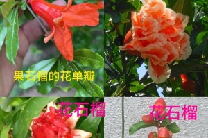 以石榴花盆景怎么扦插（从挑选切口到培植护理，一起来学习石榴花的扦插技巧吧！）