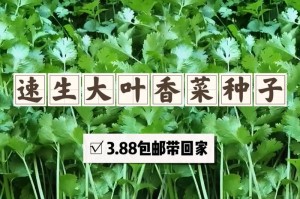 如何选择最佳的香菜种植时间？（掌握香菜种植时间，让你的菜园更加丰收）