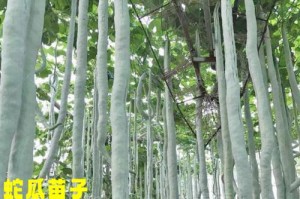 蛇豆种植知识详解（掌握种植技巧，丰收大丰收）