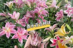 选择合适的月份进行百合种植（如何确定最佳的种植时间，让百合开花更美丽？）