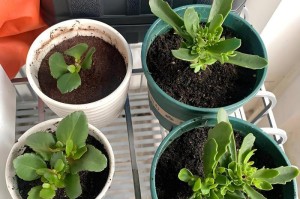 如何在适合的季节扦插豆瓣绿？（掌握正确的时间和方法，让豆瓣绿繁衍生息）