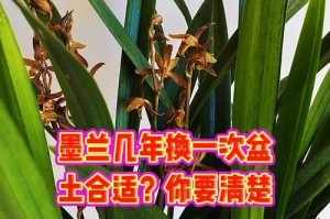 墨兰冬天的科学浇水方法（冬季养护技巧，让墨兰绽放更美丽）