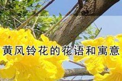 成长的花语——蒲公英（用蒲公英的花语诠释成长的意义）