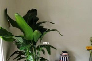 富贵椰子修剪指南（如何正确地修剪富贵椰子，让它更加健康美丽？）