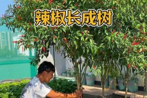阳台种植辣椒怎样才能让其变红？（探索阳台种植辣椒的变红之路）