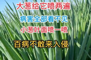 韭葱种植全攻略（让你在家也能种出美味的韭菜）