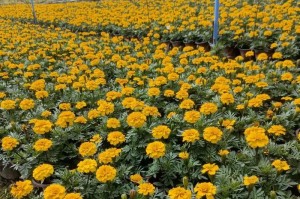 孔雀草开花时间与周期解析（一年开几次花？花期月份是哪几个？）