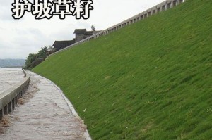 高羊茅草籽最佳播种时间（如何选择最佳播种时间以确保高产收成？）
