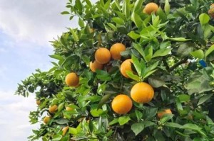 探秘桂林夏橙成熟的时间（了解夏橙成熟的季节和影响因素）