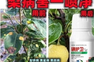 芹菜软腐病防治方法探讨（选择合适药剂是关键）