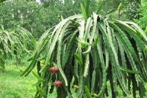 火龙果的最佳种植季节