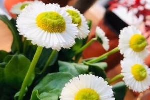 波斯菊——伊朗的国花（探寻波斯菊的历史与文化价值）
