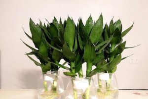 观音竹的家居摆放（如何在家里选取合适的位置？）