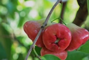 莲雾花期探秘（揭秘莲雾花期的时间、特点及养护技巧）