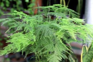 瑞典魔南浇水技巧解密（正确的浇水方法助你打造健康植物）