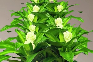 探秘巴西木——一种神奇的天门冬科植物（了解巴西木的起源、特点与应用价值）