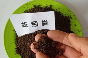 鸽子屎，有机肥料的良好来源（鸽子屎成为有机农业的新宠）