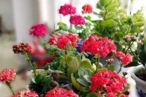 花期长的花卉品种详解（长时间欣赏美丽的花朵——这些花卉品种一定要种！）