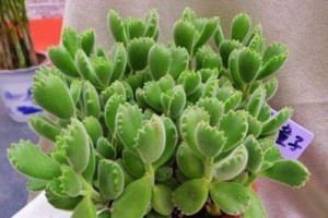 熊童子盆栽的养护方法（上盆时间、浇水、施肥、修剪等技巧）