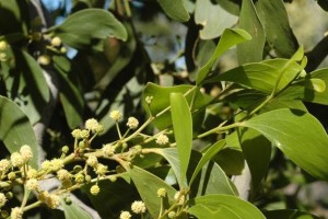 相思树的种类、特征、传说和意义（相思树的种类、特征、传说和意义）