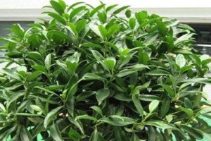 如何成功种植非洲茉莉？（非洲茉莉的养殖方法和养护要点）