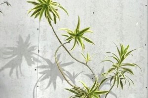 百合竹开花后的处理方式（怎样管理百合竹的开花期）