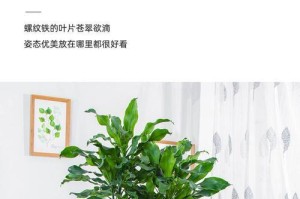 如何处理螺纹铁叶子焦黄问题（有效方法和技巧，快速修复受损叶子）
