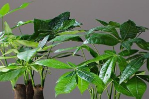 绿茶水浇发财树的惊人效果！（小资们的新宠，揭秘家居养生新趋势！）
