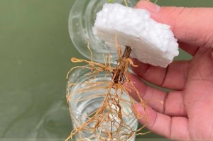家庭桂花养护之精细护理（打造芳香宜人的家庭花园，从桂花开始）