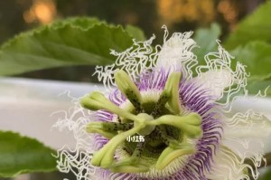 如何解决百香果只开花不结果的问题？（掌握正确的管理方法，让百香果长出紫色果实）