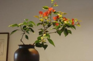 以木本三角梅怎么养（从选购到护理，助你打造一个美丽的花园）