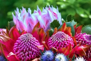 土耳其的国花——红花（探究土耳其国花的来历和文化意义）