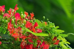 凤凰花——热情奔放的花语（探寻凤凰花的花语及文化内涵）